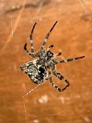 Araneus cavaticus