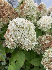 Hydrangea paniculata