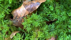 Hylocomium splendens