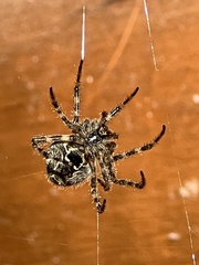 Araneus cavaticus
