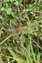 Aeshna grandis