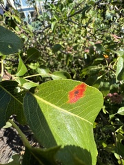 Gymnosporangium sabinae