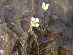 Ranunculus aquatilis