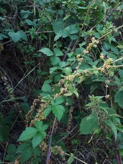 Cuscuta europaea