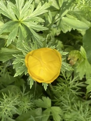 Trollius europaeus