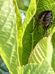 Neoscona arabesca