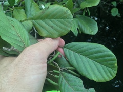 Alnus serrulata