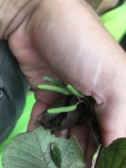 Alnus serrulata
