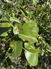 Gymnosporangium sabinae