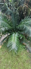 Cycas circinalis