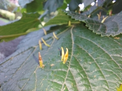 Eriophyes tiliae