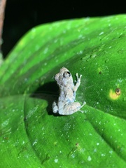 Pristimantis ventrimarmoratus