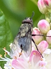 Oestroidea