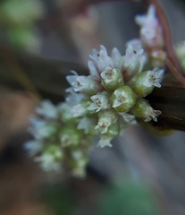 Cuscuta europaea