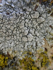 Lecanoraceae