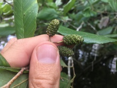 Alnus serrulata
