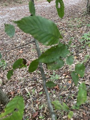 Carpinus caroliniana