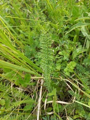 Filipendula vulgaris