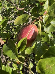 Gymnosporangium sabinae