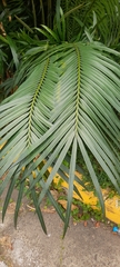 Cycas circinalis