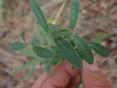 Lithospermum ruderale