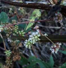 Cuscuta europaea