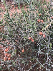 Cylindropuntia leptocaulis