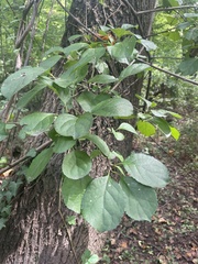 Celastrus orbiculatus