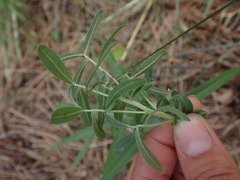Lithospermum ruderale