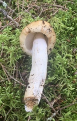 Russula decolorans