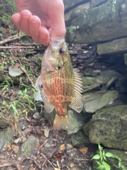 Ambloplites rupestris