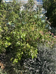 Gymnosporangium sabinae