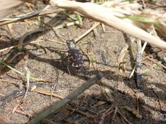 Cicindela repanda