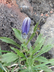 Campanula lasiocarpa