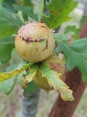 Andricus quercustozae