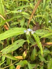 Commelina virginica