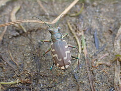 Cicindela repanda