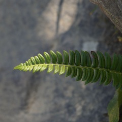 Polystichum lonchitis