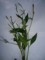 Persicaria segetum