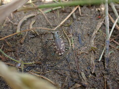 Cicindela repanda