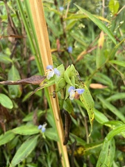 Commelina virginica