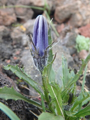 Campanula lasiocarpa