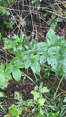 Rubus pensilvanicus
