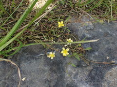 Ranunculus flammula