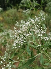 Eupatorium serotinum