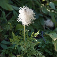 Pulsatilla occidentalis