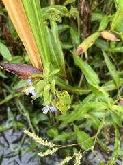 Commelina virginica