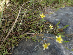Ranunculus flammula