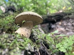 Gyroporus