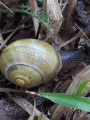 Cepaea hortensis